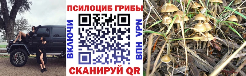 Псилоцибиновые грибы ЛСД Шлиссельбург